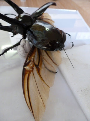 Insect, Coleoptera, Scarabaeidae, Chalcosome atlas, HEC, OUMNH, specimen repair