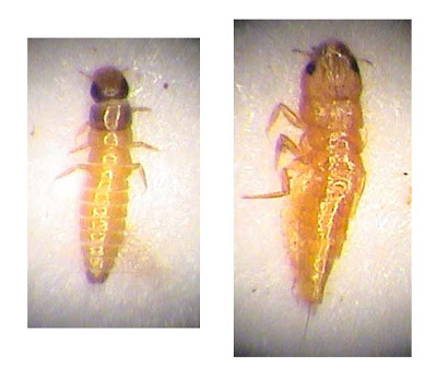 Coleoptera, Meloidae, triungulins, larvae