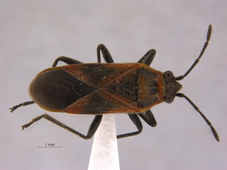 Hemiptera, Lygaeidae, Arocatus longiceps, true bug