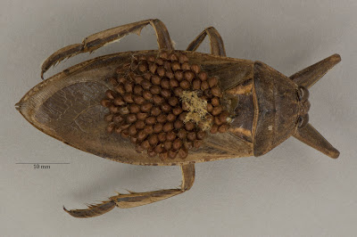 insect eggs, photograph, OUMNH, hemiptera, Belostomatidae